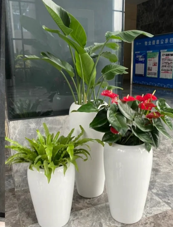 奉化室内花卉出租全面解析，核心要点全概括